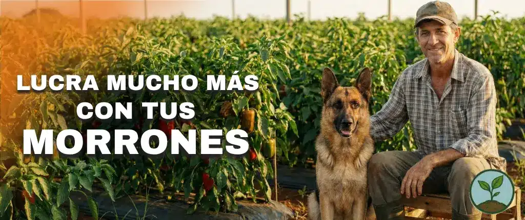 [squoosh] banner_es_morrones